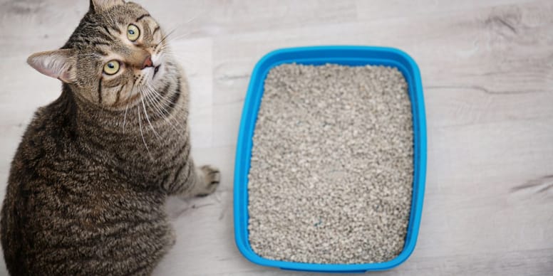 Katzenstreu aber wo Garten, Biotonne oder woanders?